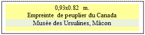 Zone de Texte: 0,93x0.82 m.
Empreinte de peuplier du Canada
Muse des Ursulines, Mcon

